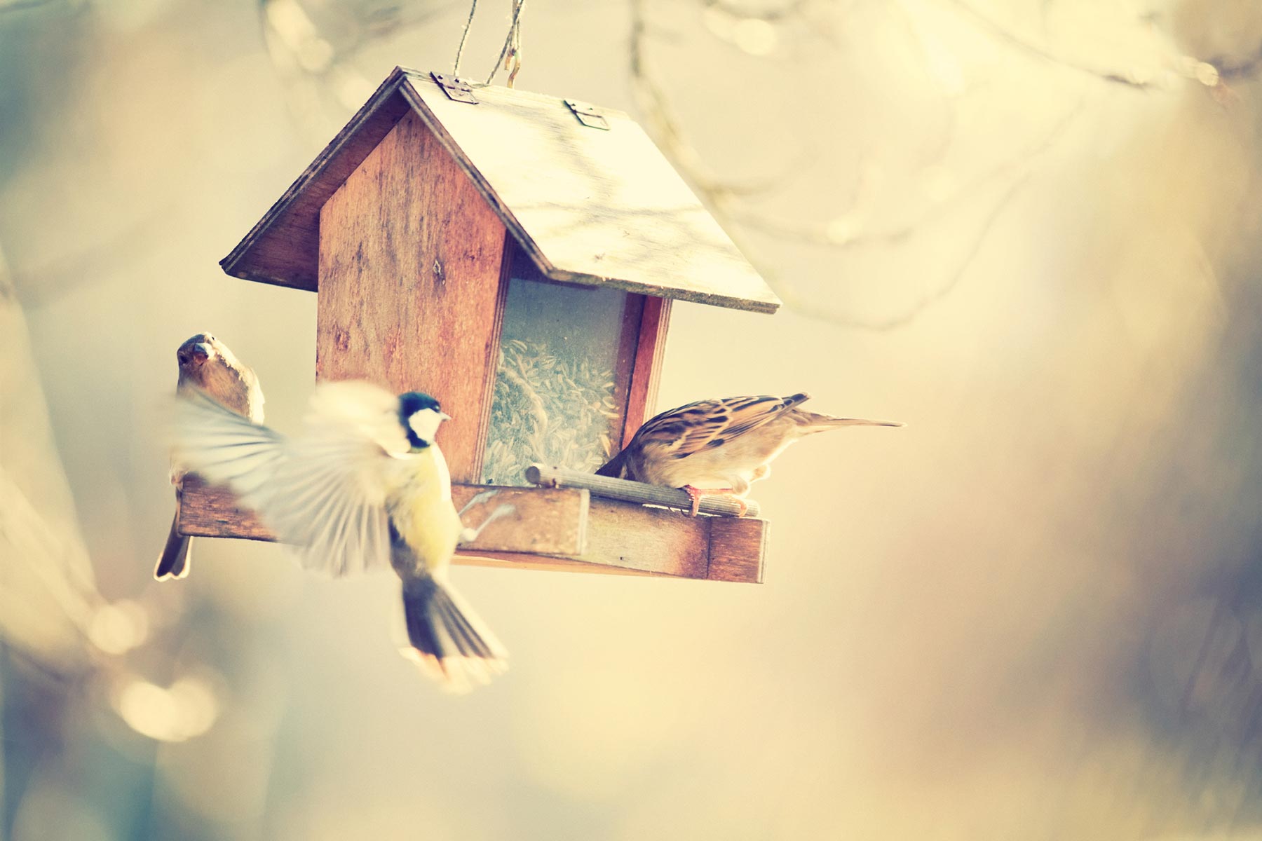 bird-feeder-chickadee.jpg