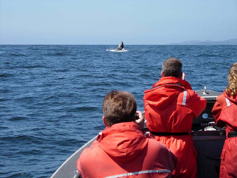 whale-watching-breach-boat.jpg