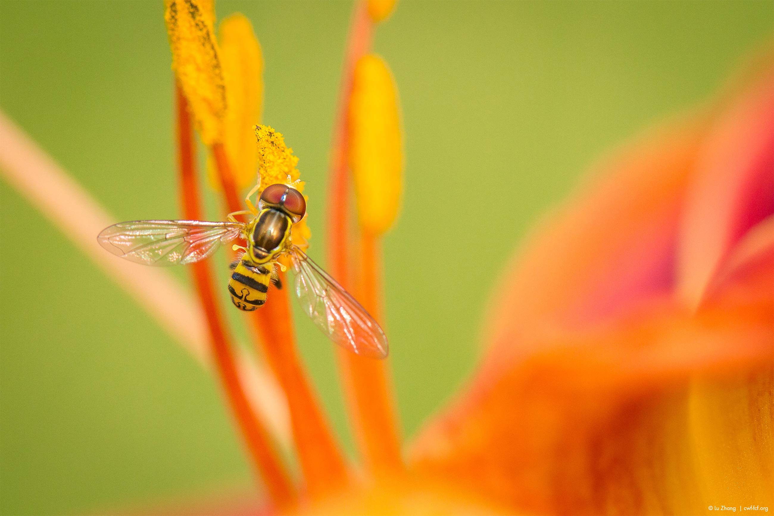 May 2017: Pollinators