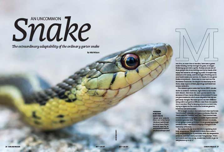 Article image with photo of a snake