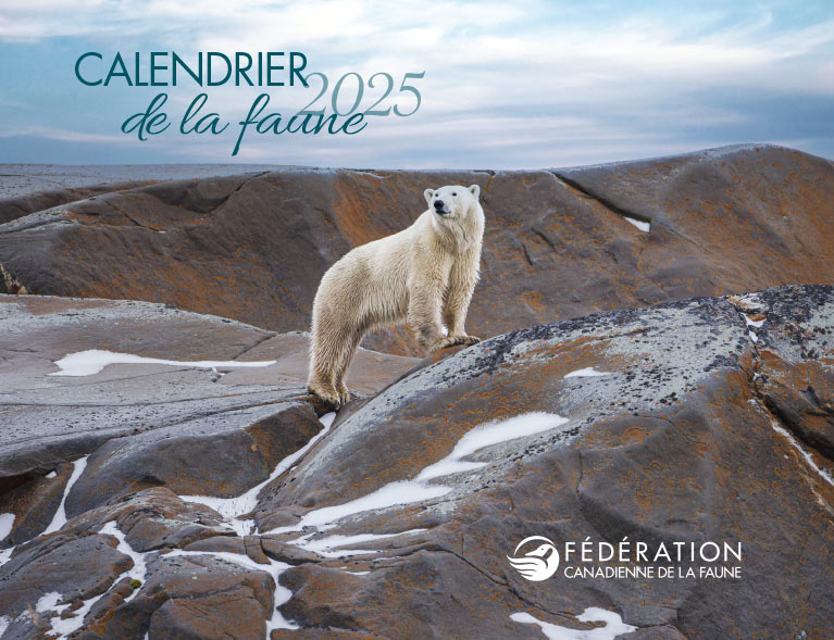 wildlife calendar 2020