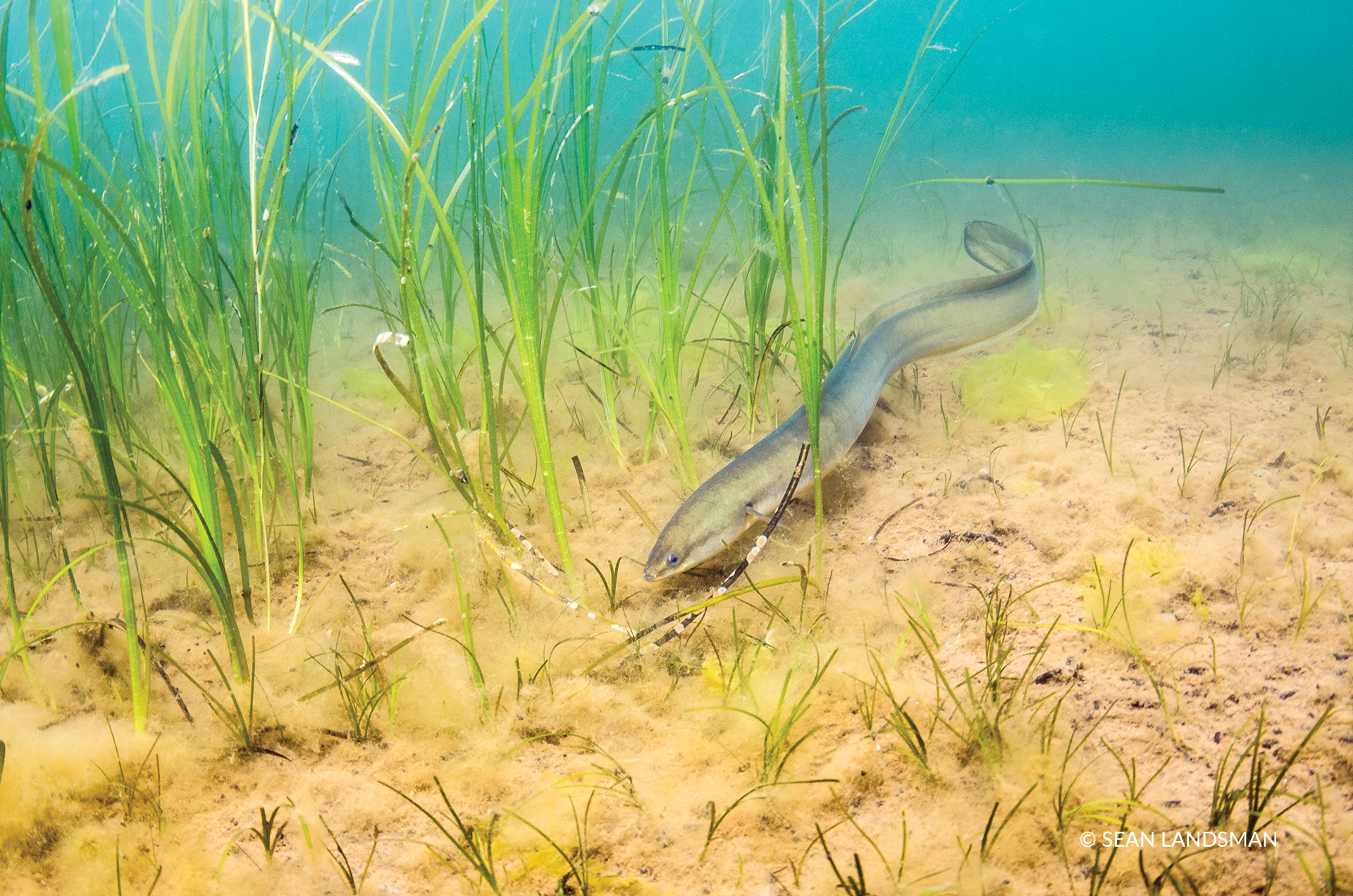 Canadian Wildlife Federation Appeal for the Eel