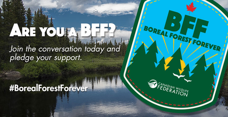 boreal pledge header