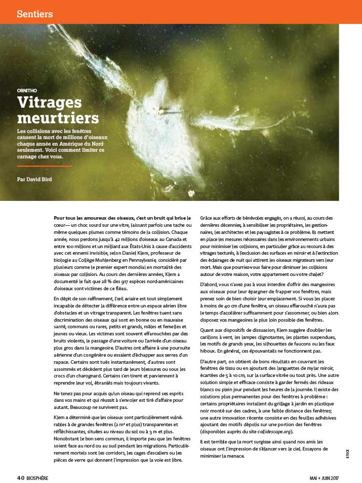 Article image with photo of a bird hitting a window