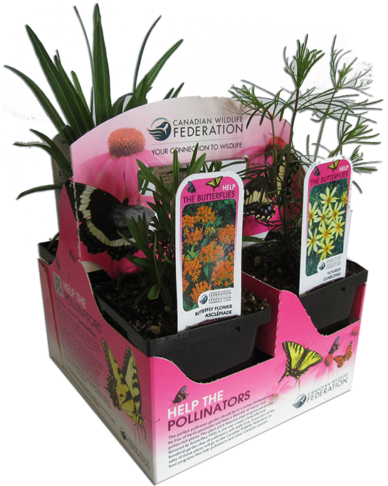 CWF Pollinator plant pack for butterflies