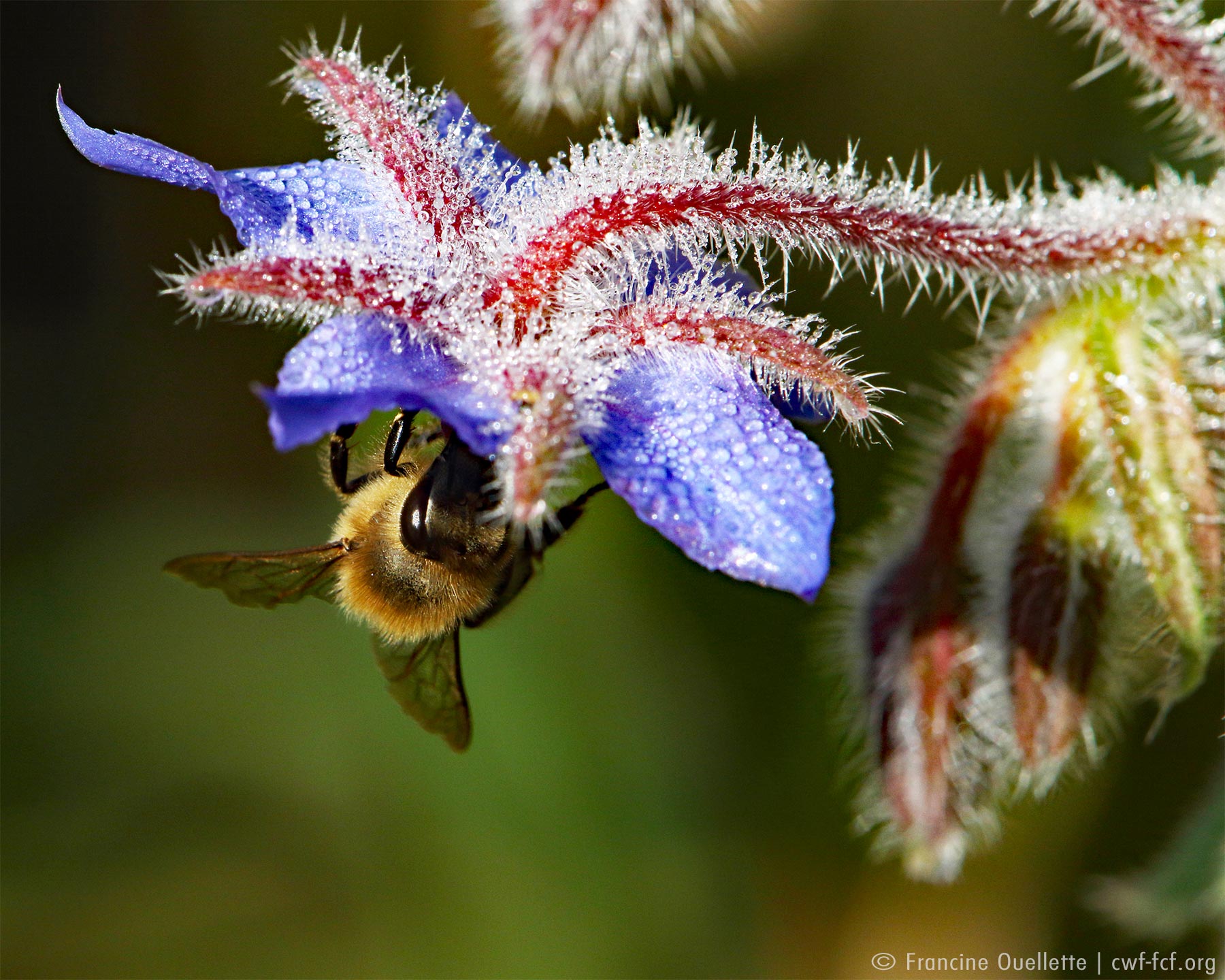 bee pollinating purple flower