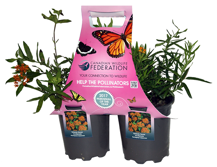 Pollinator plant packs