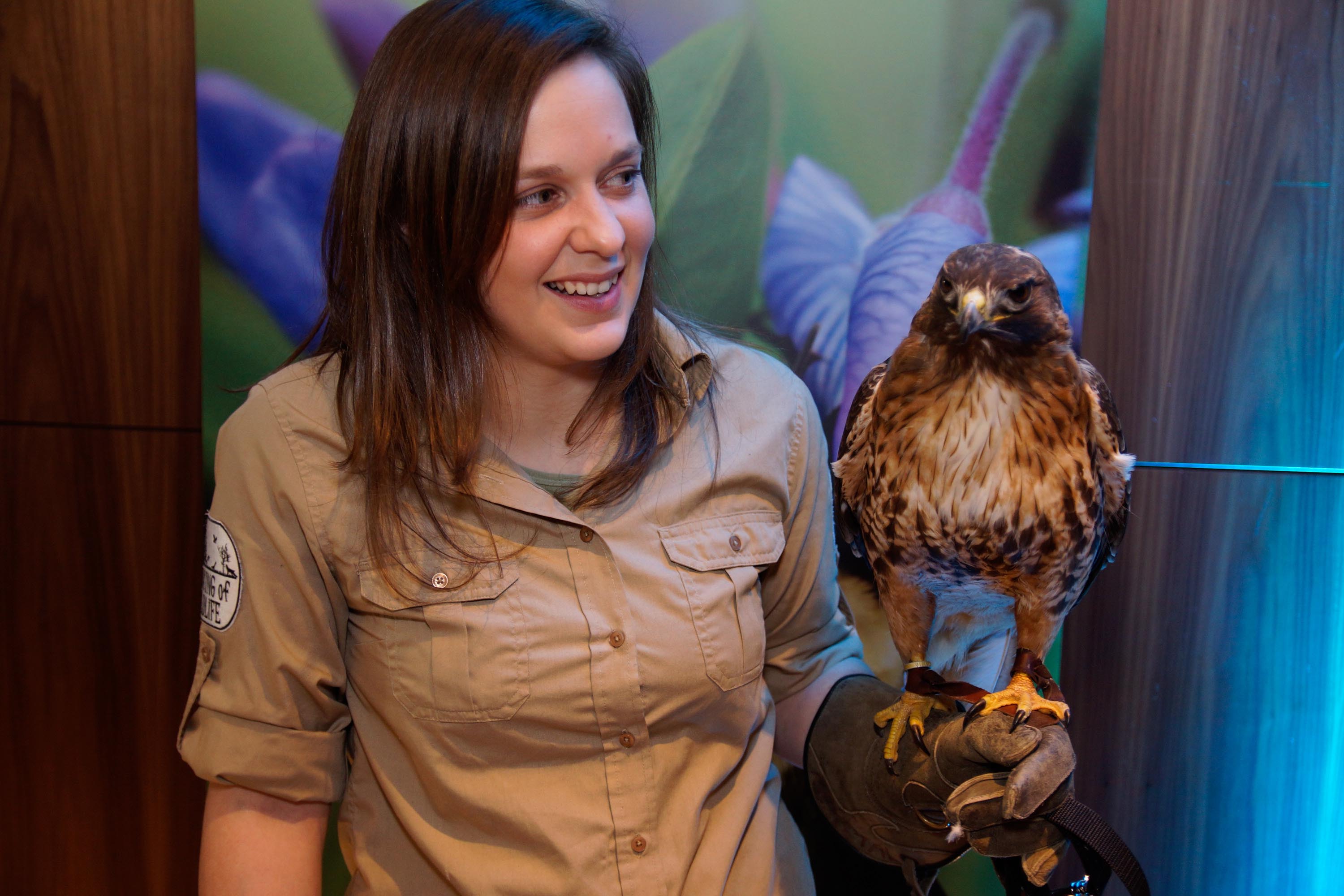 Speaking of Wildlife - Hawk