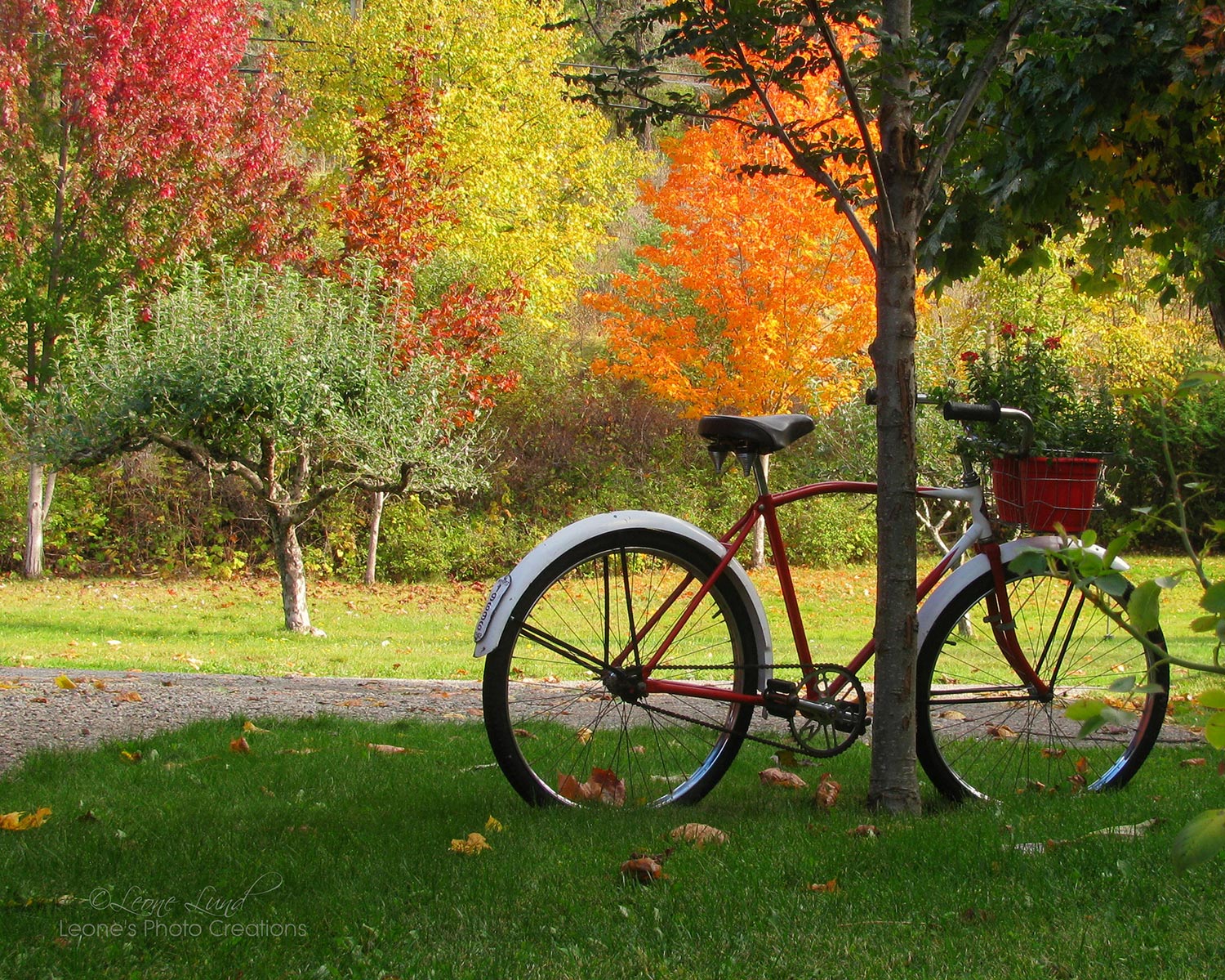 bike and trees fall autumn