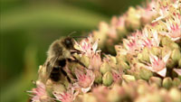Rusty-patched Bumble Bee