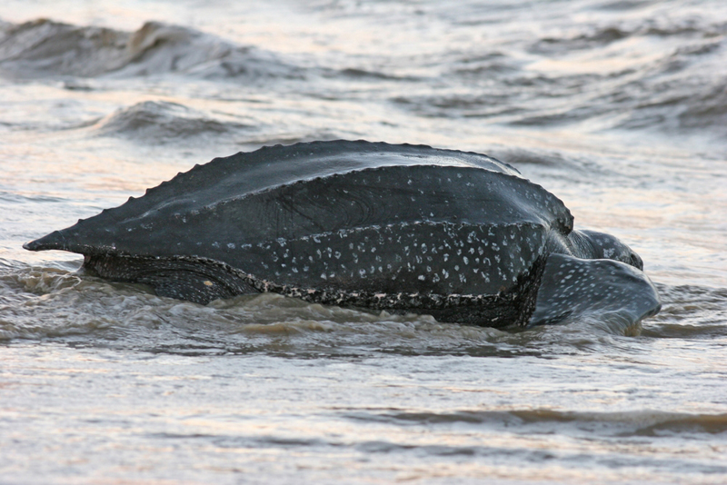 leatherback sea turtle