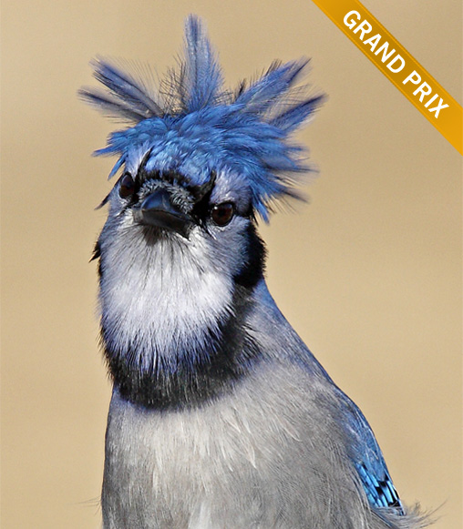 Blue jay