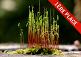 New plant sprouts