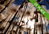 Reeds against blue sky
