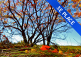 Tree in fall