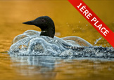 Loon surfacing in the water