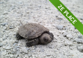 Baby turtle