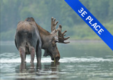 Moose drinking from lake
