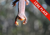 Reptile hanging infront of a window