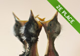 Baby birds looking to be fed