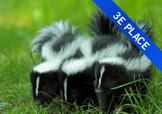 3 skunks