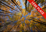 Tree canopy