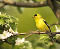 finch 200