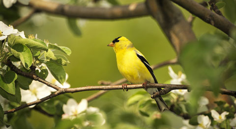 Finch in a tree