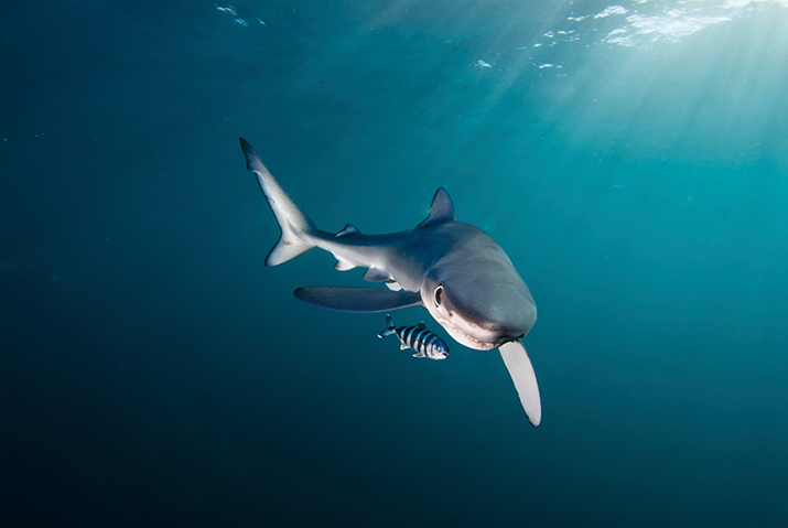 Swimming with sharks