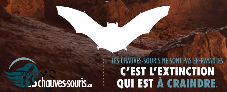 Aidez les chauves-souris!