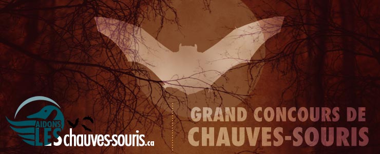 Grand concours cinglé de chauves-souris d’halloween