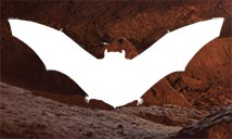 Help the bats banner