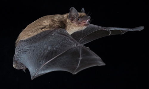 Canadian Wildlife Federation Bats 101