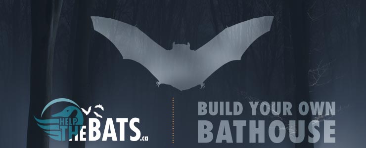 build your own bathouse header