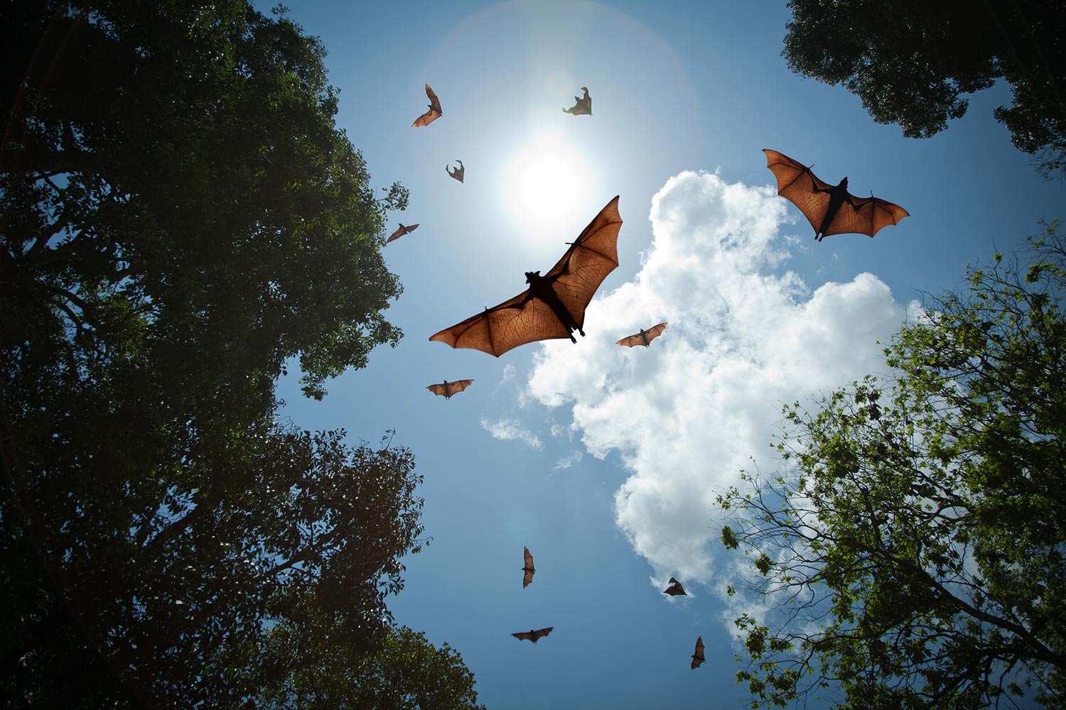 bats flying sun