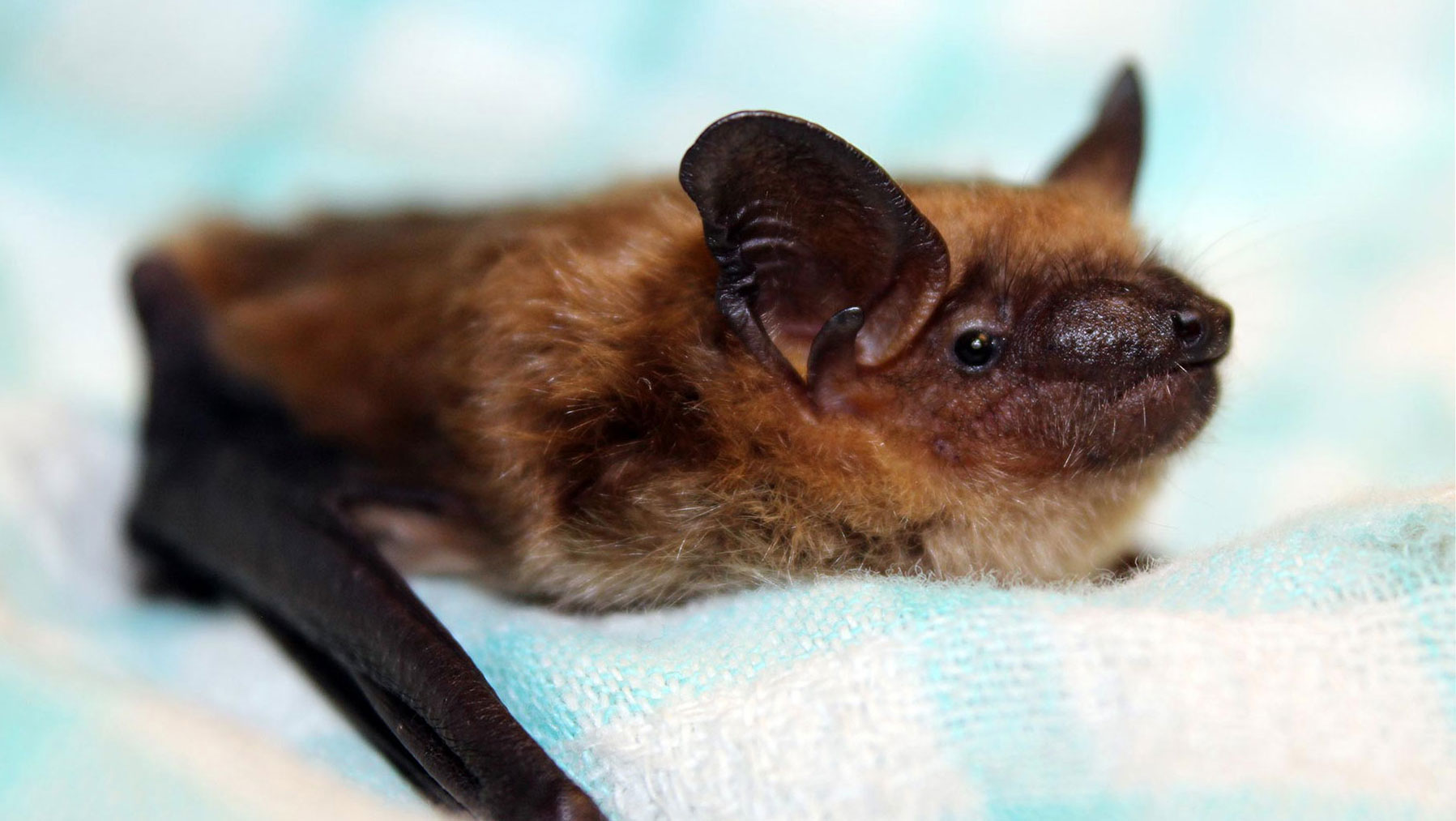 Rescued Big Brown Bat