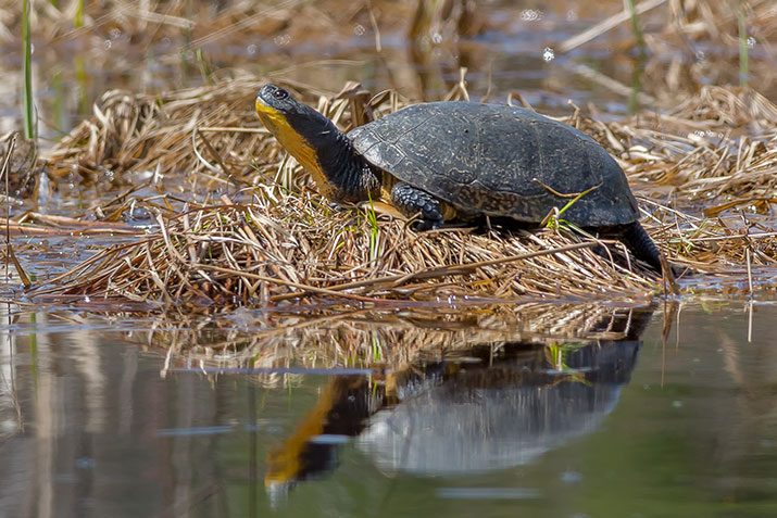 basking blanding's turtle