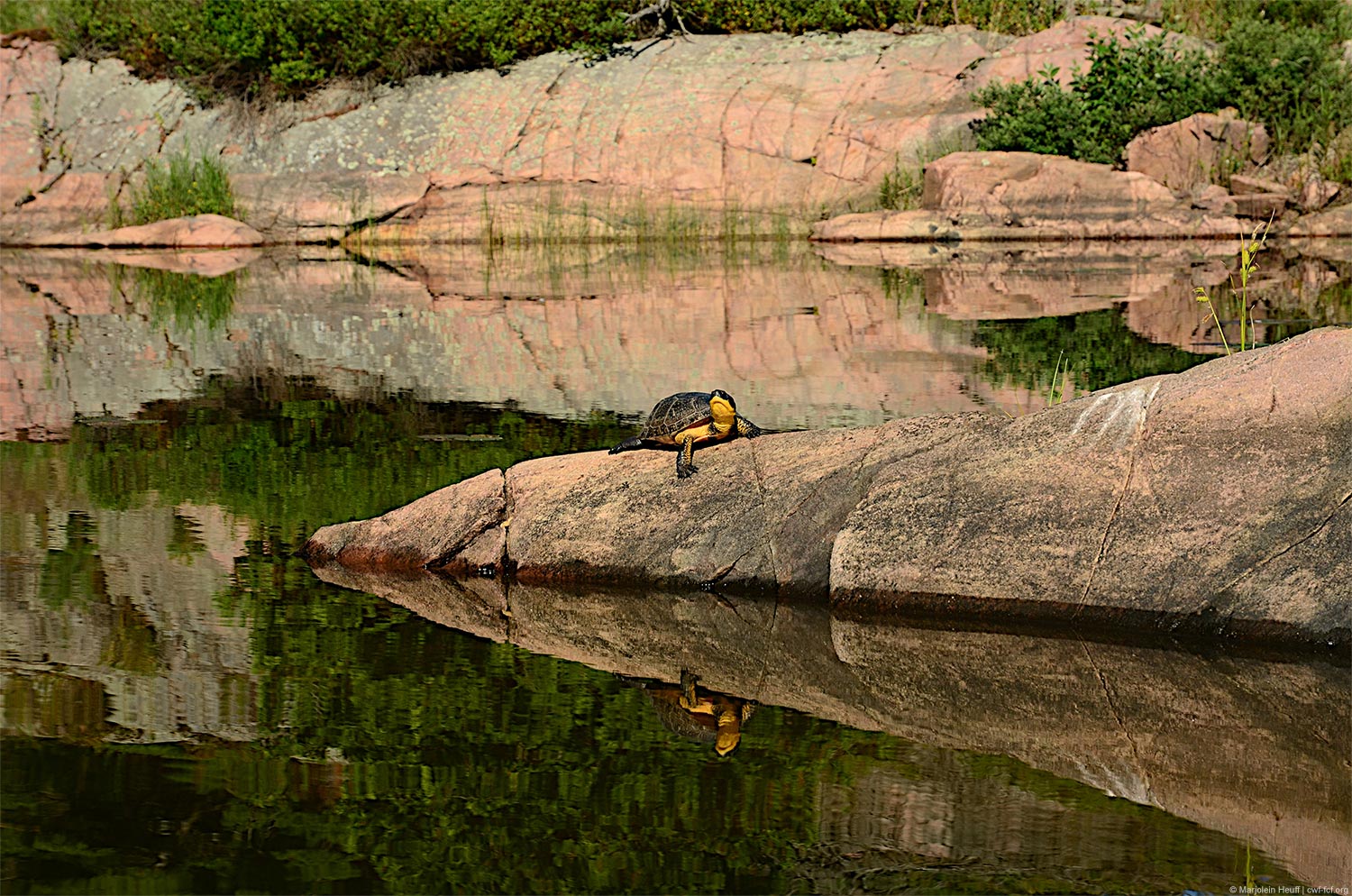 Blanding's Turtle sunning