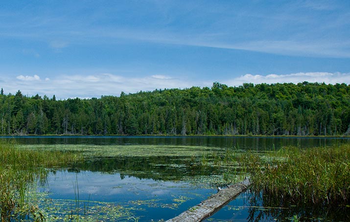 boreal forest quebec wetland