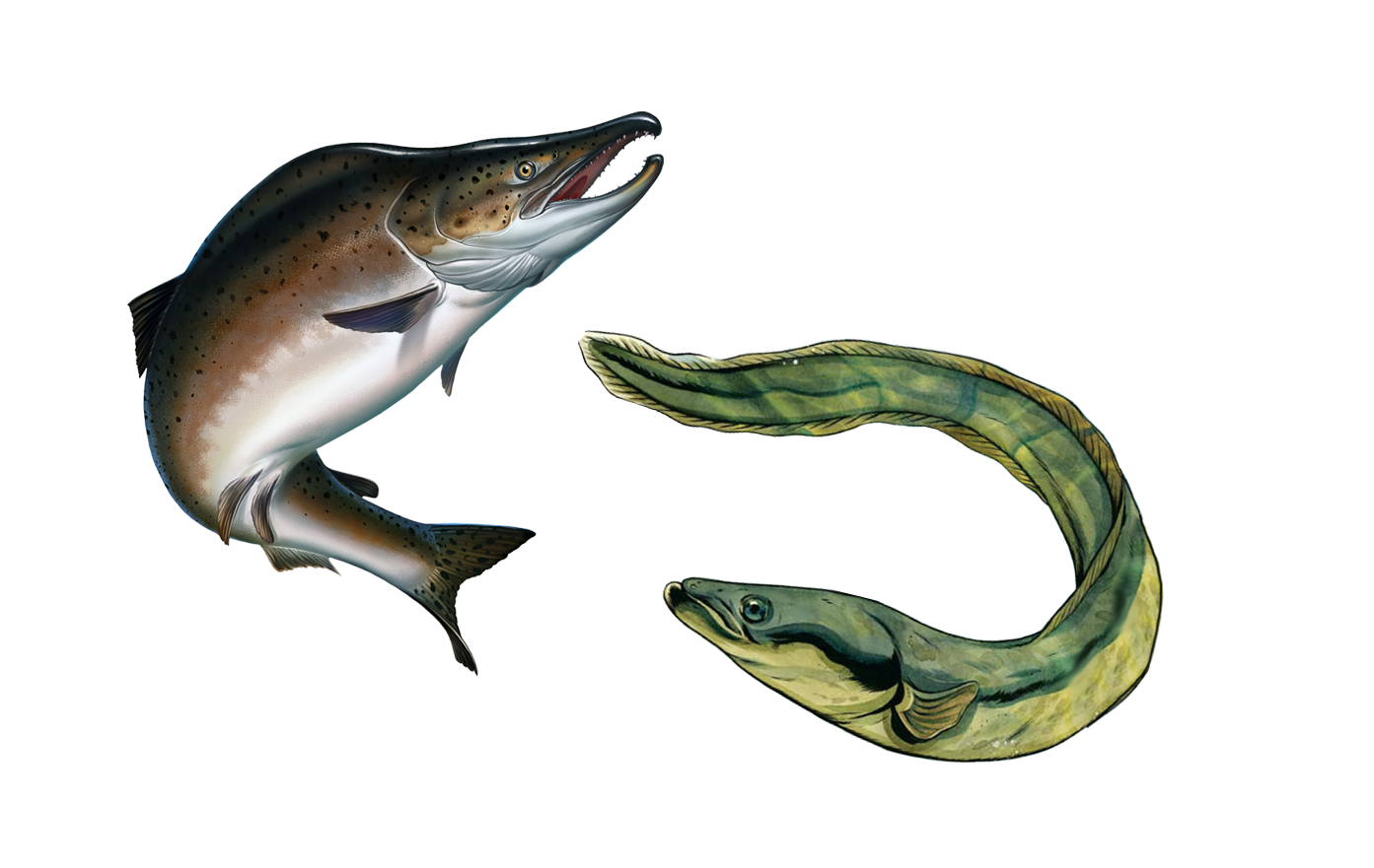 chinook salmon and american eel illustrated