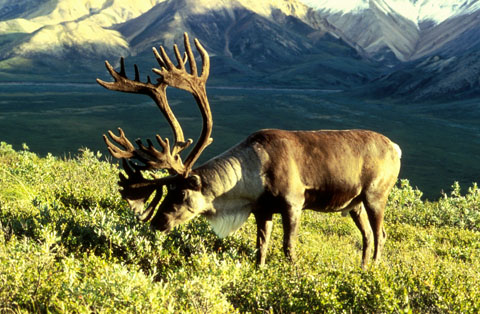 caribou alberta mountains