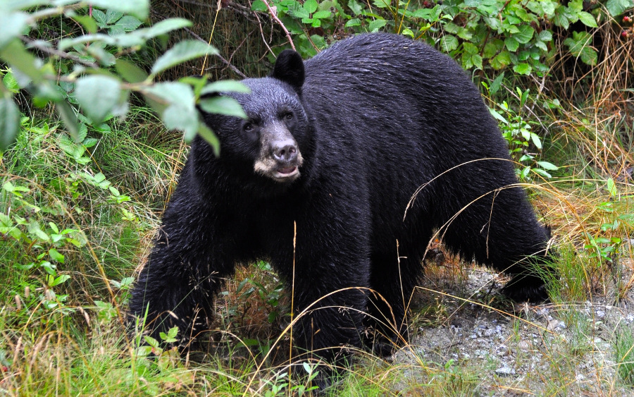 black bear