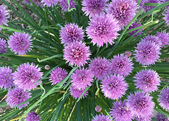 chives