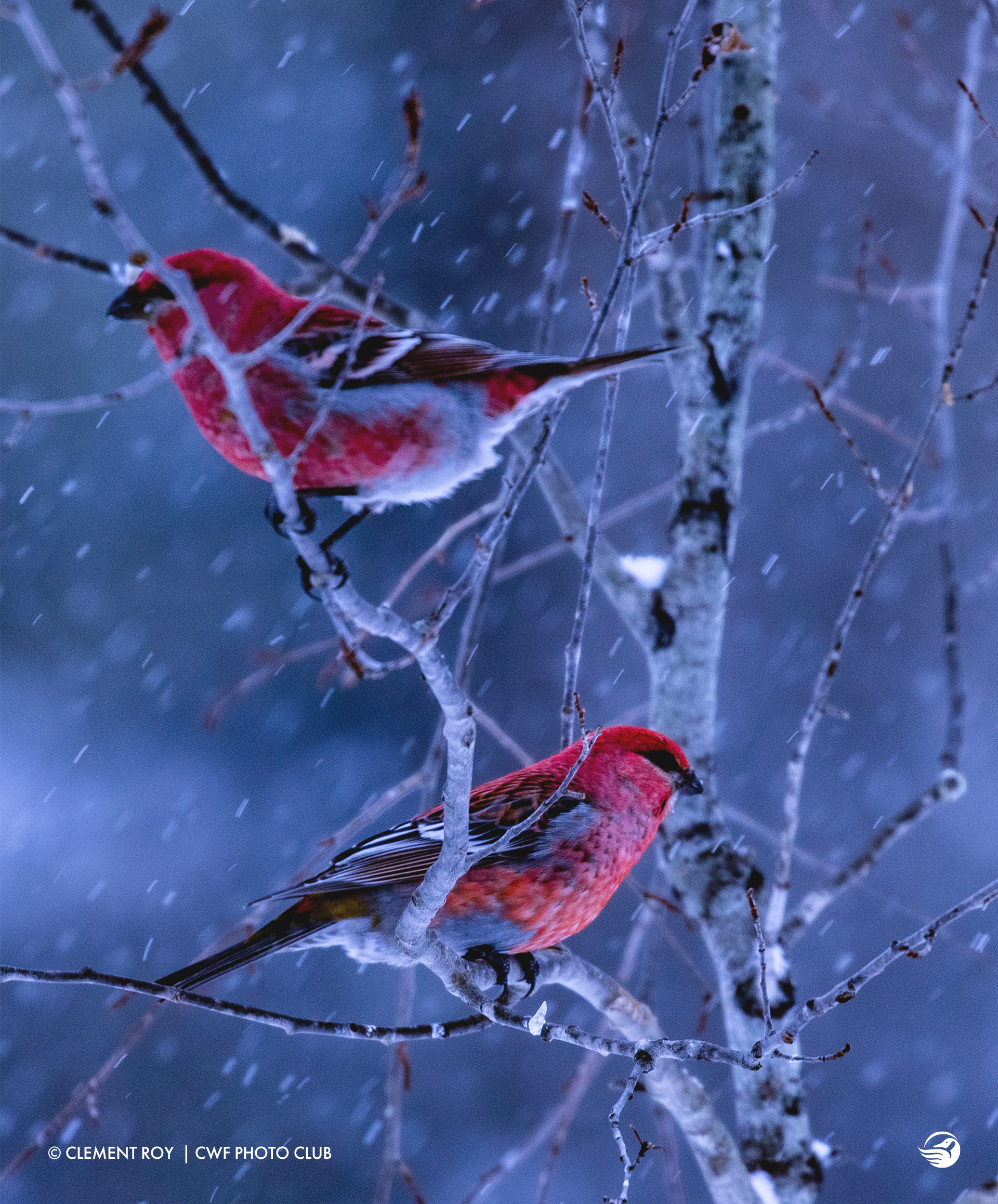 clement-roy-birds-winter-snow