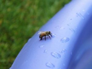 Bee drinking water