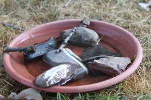 Beneficial Insect Water Dish