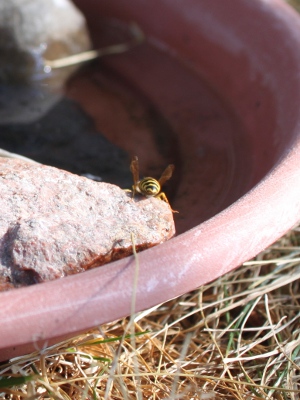 Wasp drinking water