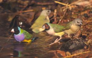 Gouldian Finches