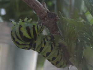 black swallowtail weaving thread