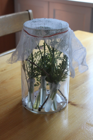 black swallowtail in jar